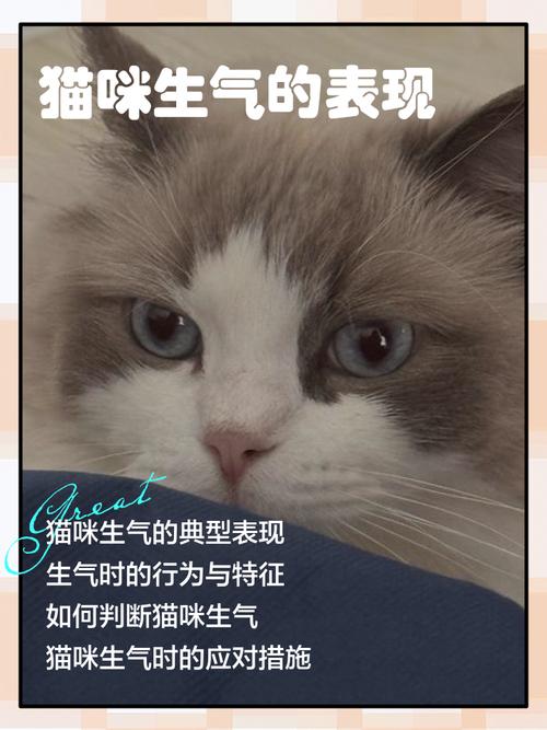 捡了一直小猫带回家,大猫生气了怎么办?