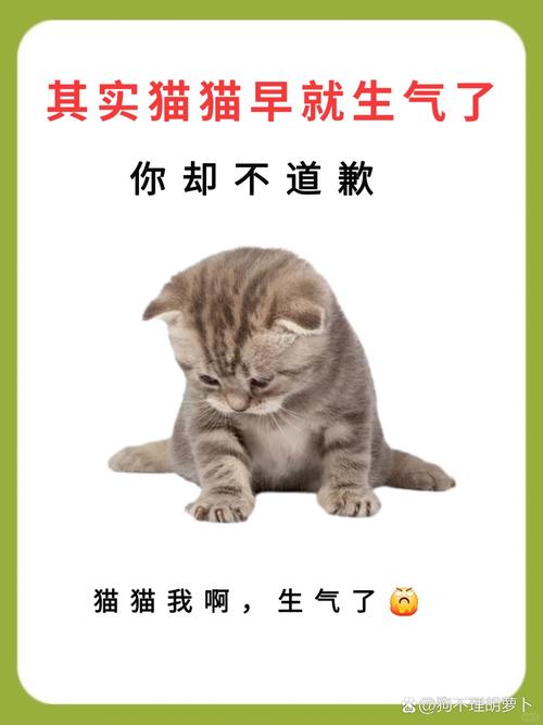 好睐鼠分享:猫咪饲养100问之60:猫咪生气了怎么办?