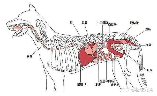 狗狗肚子在哪个部位