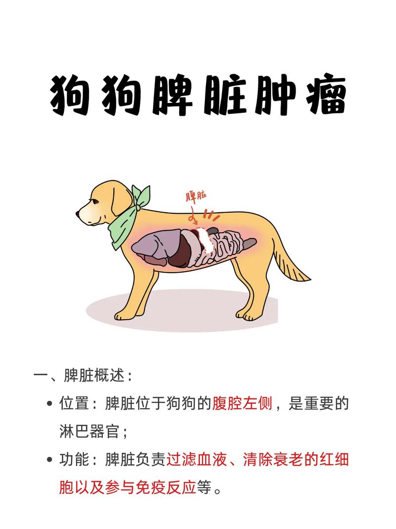 狗狗怀孕摸肚子哪里