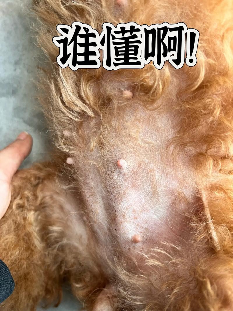 公泰迪狗狗的肚子在什么位置,谁有图片发发,谢了