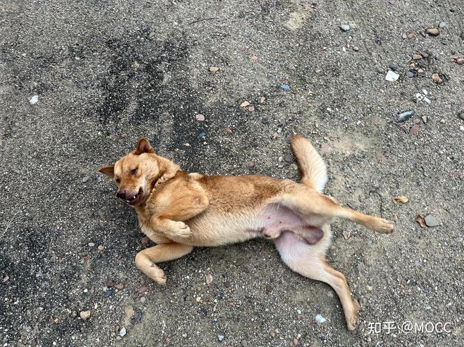 我家小狗不让摸肚子