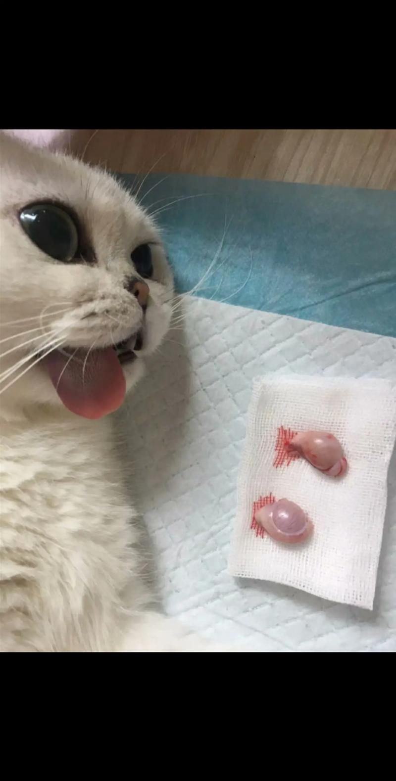猫咪多大绝育