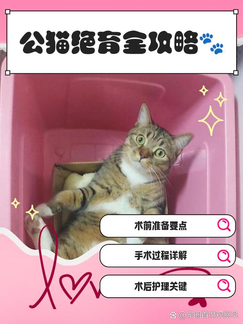 猫咪多大可以做绝育