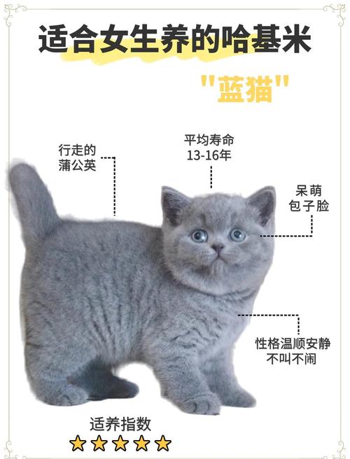 一只蓝猫多少钱蓝猫500一只正常吗