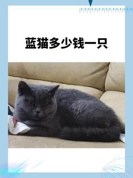 银渐层猫咪多少钱一只