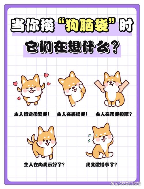 如何培养狗狗与主人的感情?