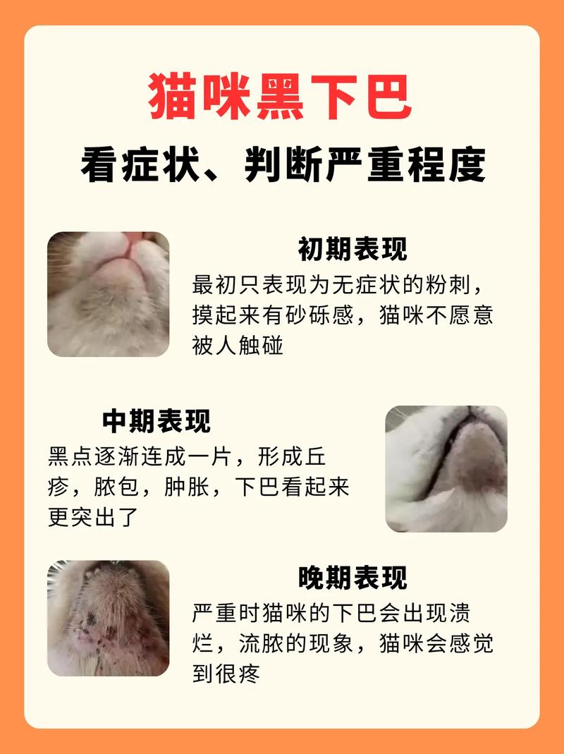 猫咪黑下巴症状