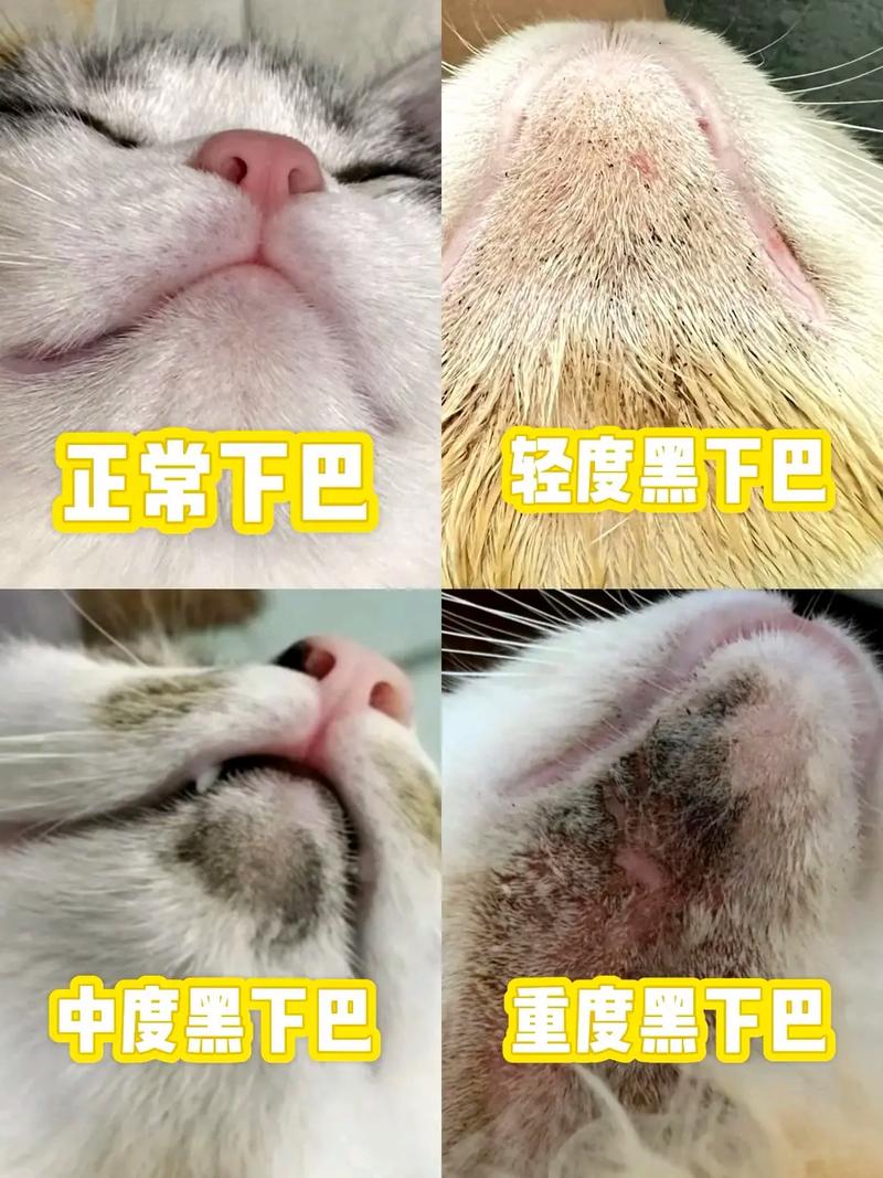 猫咪黑下巴什么样子