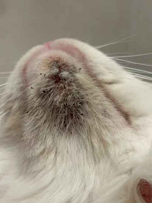 猫咪下巴有擦不掉的黑碴子?可能是黑下巴!