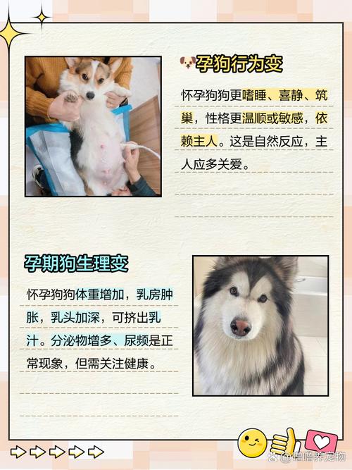 怎么判断狗有没有怀上