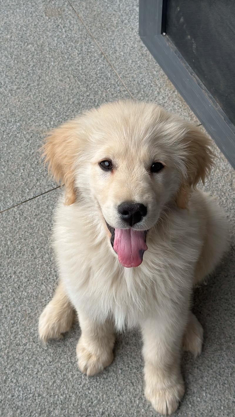 狗狗什么时候训练比较好?最佳训练时间!