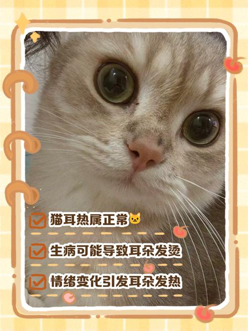 猫咪耳朵烫、没食欲是怎么回事?
