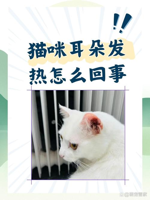 猫咪耳朵很烫还没有精神是怎么了?