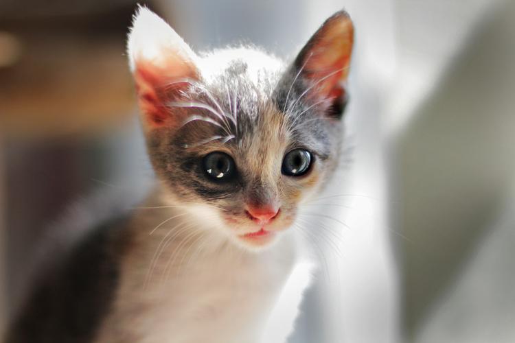 猫咪耳朵烫烫的是怎么回事?了解情况不要慌!