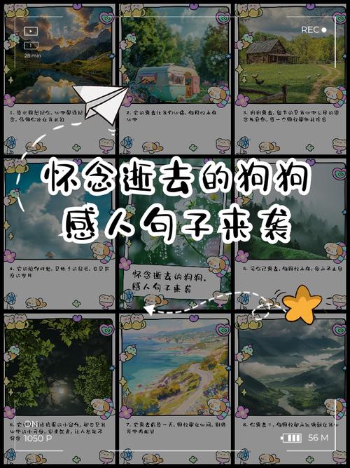 泰迪被寄养会伤心吗