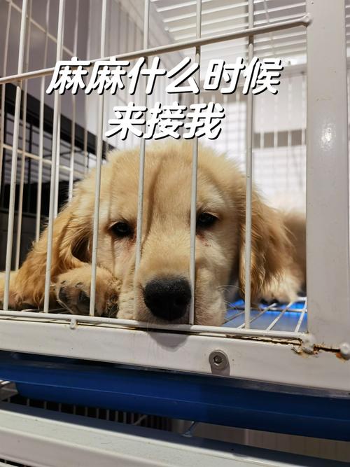 狗狗寄养会不会想我