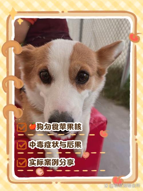 狗吃了一个苹果核有事吗