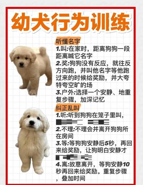 狗狗什么时候训练比较好?最佳训练时间!