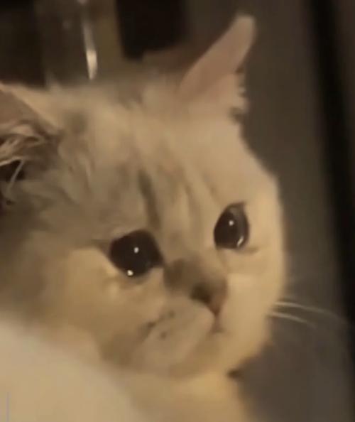 猫晚上叫的很凄惨是为什么