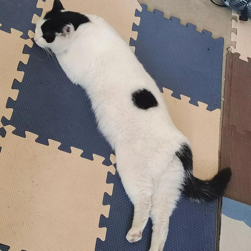 猫咪一直叫的很凄惨