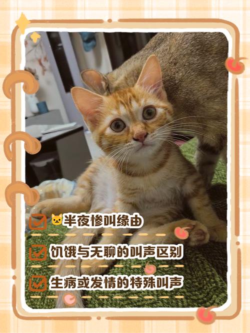 猫为什么一直叫不停而且很凄惨
