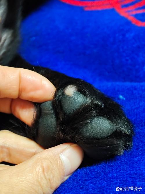 狗狗肉垫像倒刺