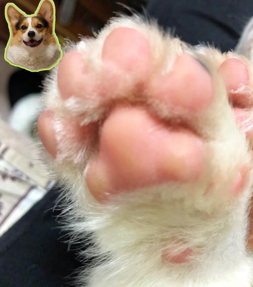 狗爪子的肉垫有毛刺