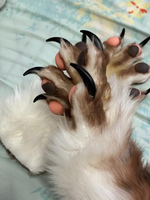 狗肉垫干裂像刺一样