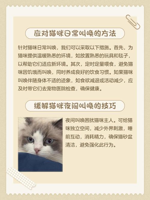 小猫咪一直叫个不停是怎么回事
