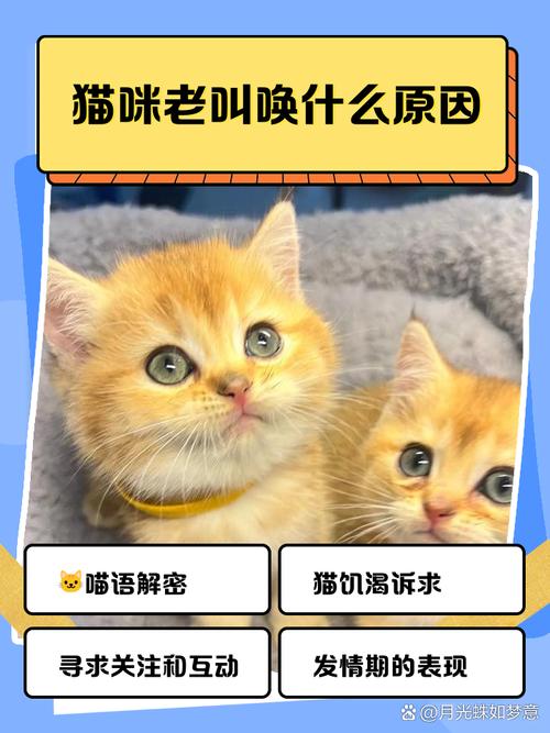 猫咪到了新环境一直叫怎么回事