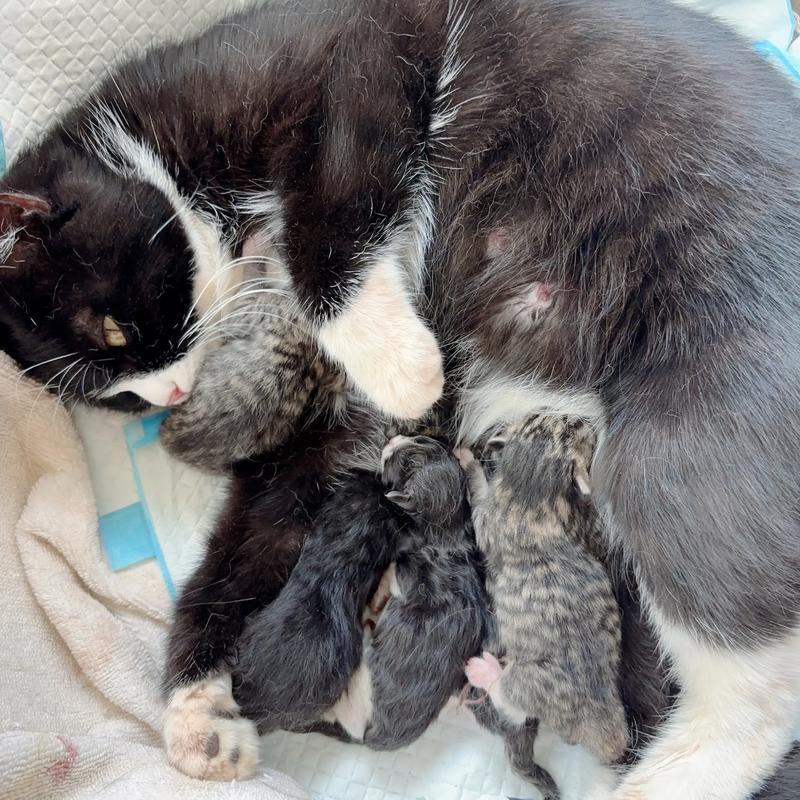 猫一胎生几只小猫比较好?