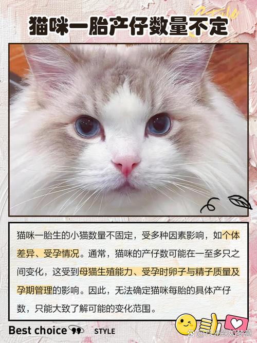 猫咪第一胎能生下几只小猫啊?