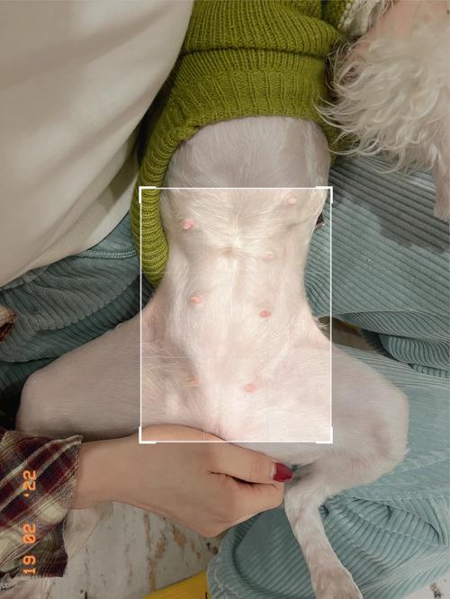 狗狗怀孕50天了肚子不怎么大,是否不正常了