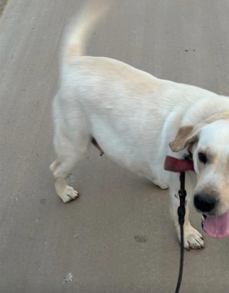 狗狗怀孕50天肚子不大