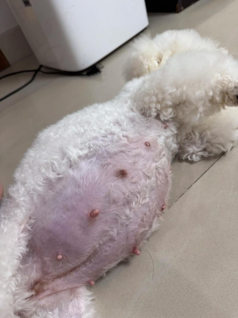 狗狗怀孕50天不显肚子