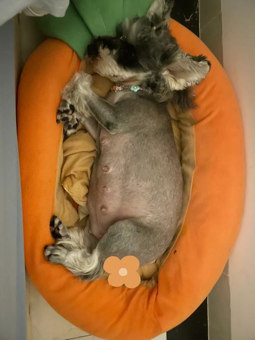 母狗怀孕50天不显肚子