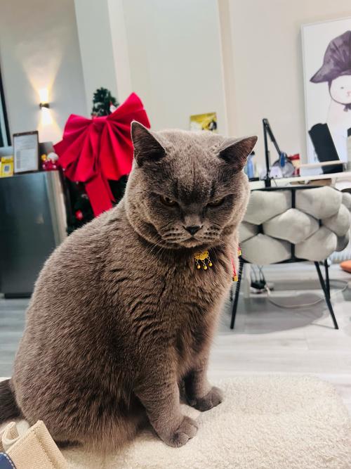 狸花猫太凶怎么办