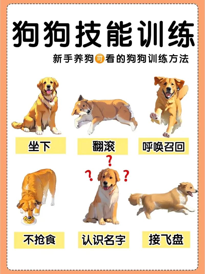 幼犬到家后6个基础训练