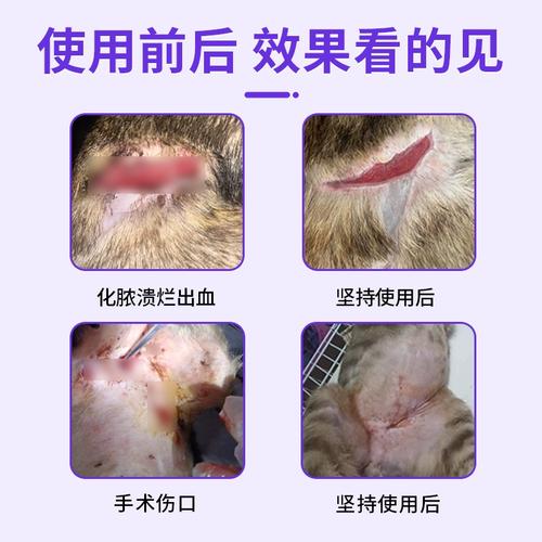 用什么药可以促进猫咪伤口愈合