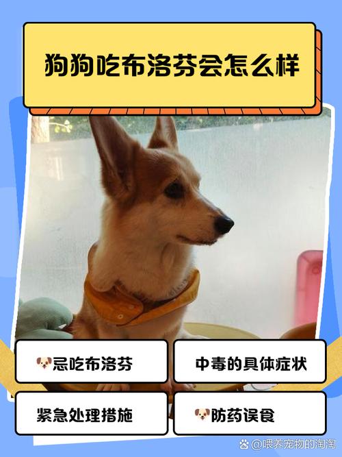 狗狗为什么不能吃布洛芬