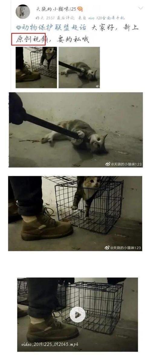 猫咪骨折了在家怎么处理