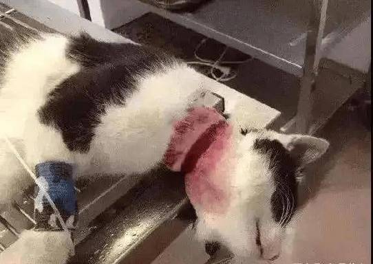 猫骨折了怎么办