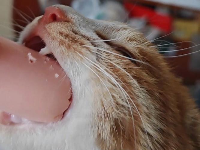 猫吃了一根火腿肠没事吧?