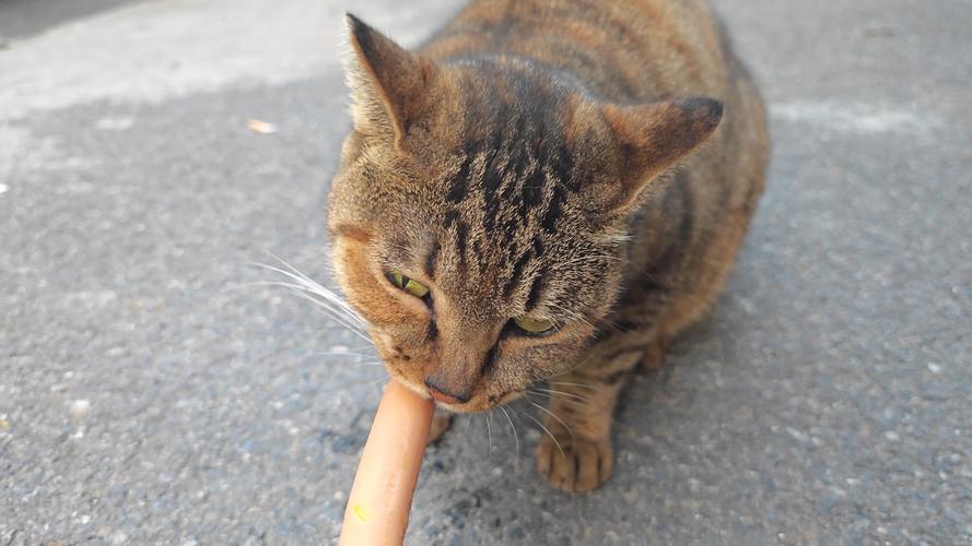 我家小猫刚满月,我总是给它买金锣火腿肠,天天吃这个没事吧?