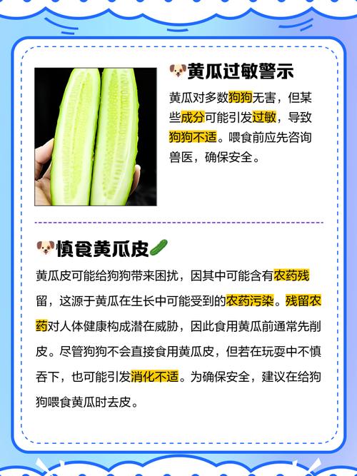 狗吃黄瓜的5大忌