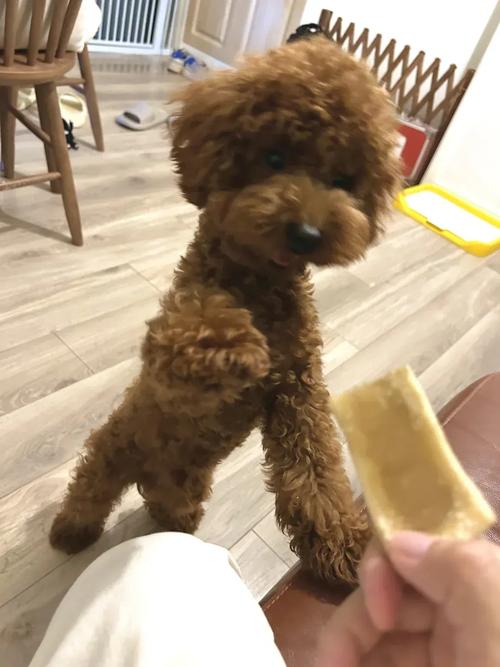 泰迪七个月算成犬吗