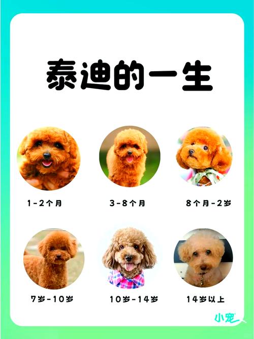 泰迪狗几个月算成犬