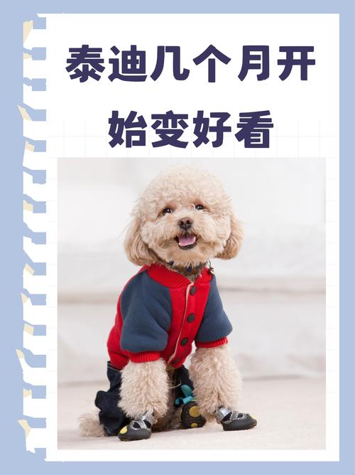 标准泰迪三个月样子有多大了