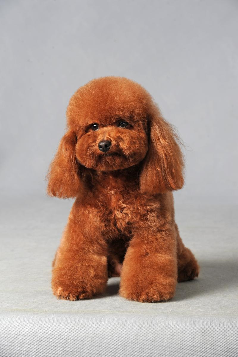 泰迪狗几个月成年